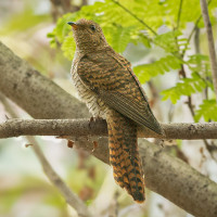 Plaintive Cuckoo
